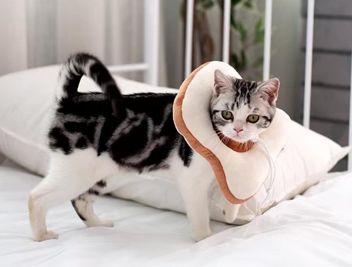 Soft Toast Shaped Recovery Cat Collar, Adjustable and Non Adjustable Neck