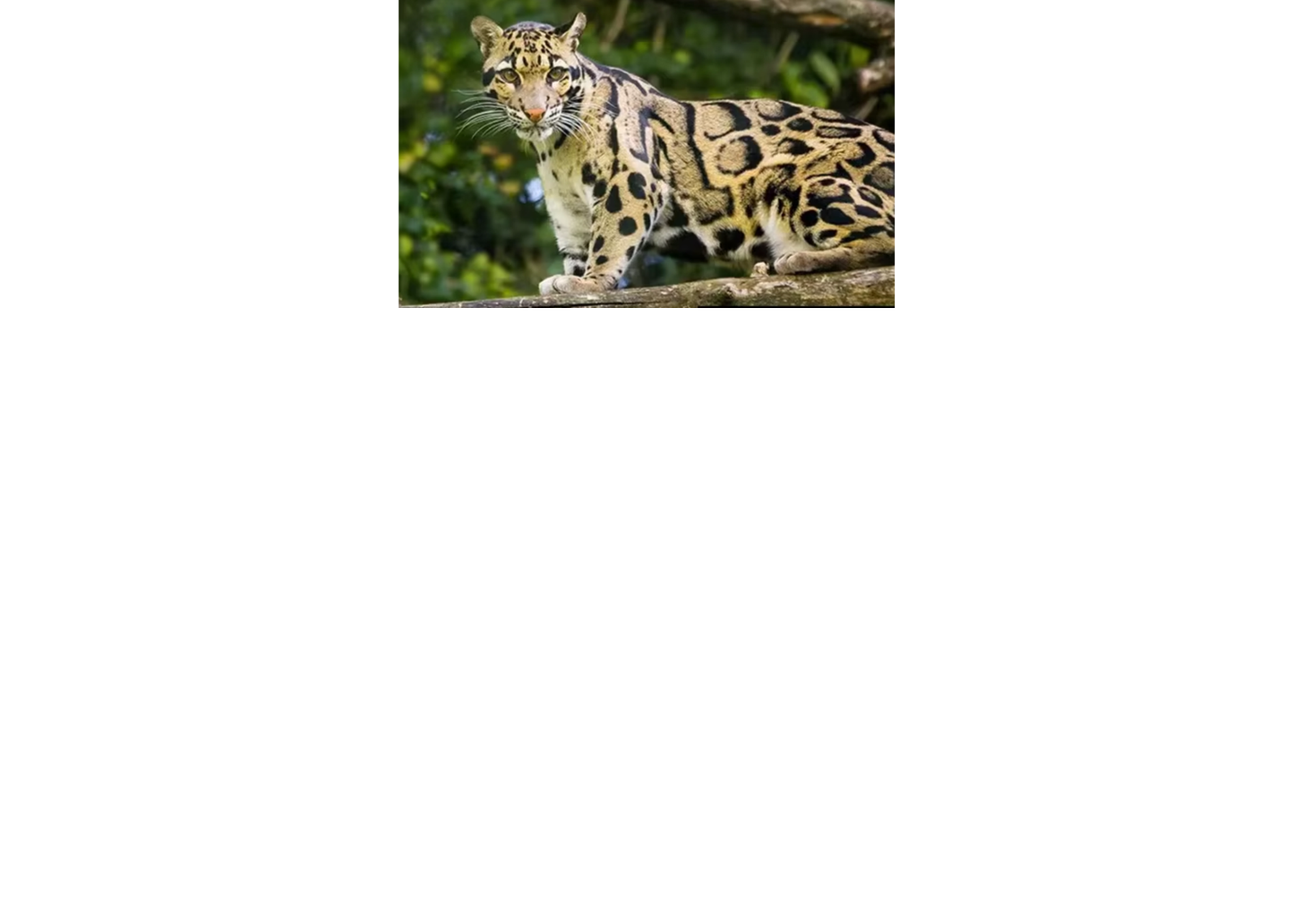 Exclusive Clouded Leopard Plushie