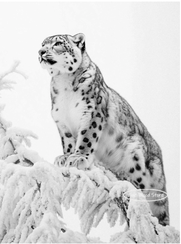 Black and White Snow Leopard Wall Art Home Decor: Available in 3 Unique Poses