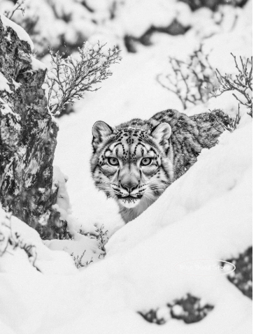 Black and White Snow Leopard Wall Art Home Decor: Available in 3 Unique Poses
