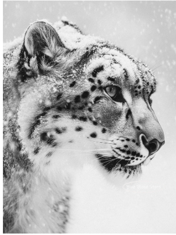 Black and White Snow Leopard Wall Art Home Decor: Available in 3 Unique Poses