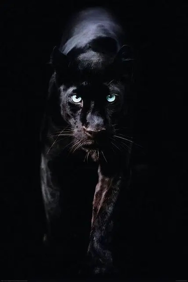 Black Jaguar Canvas Wall Art Decor