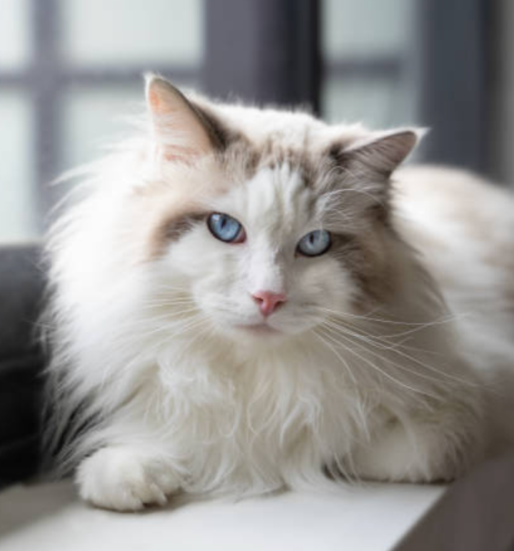 PET CAT