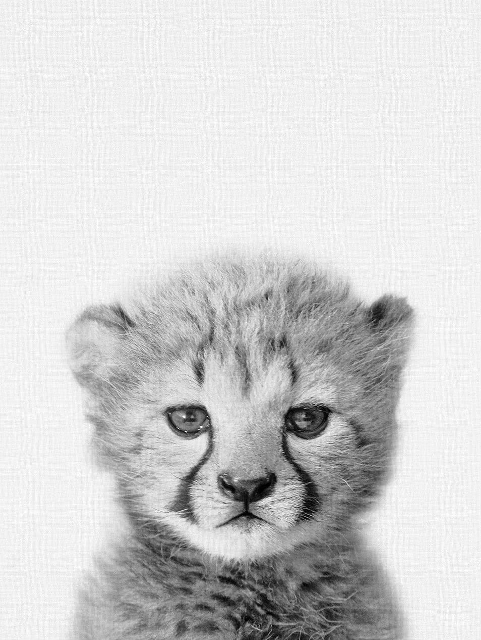 Cheetah Black & White Canvas Wall Art Decor 